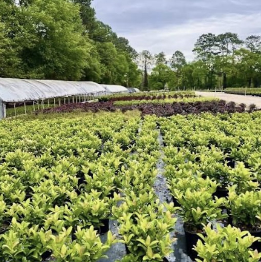 Outdoor plant nursery in Montgomery, Texas with flowers, shrubs, and garden supplies ideal for enhancing curb appeal