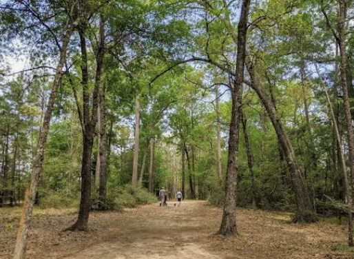 Wooded nature trail in The Woodlands, Texas surrounded by tall trees — a highlight for homebuyers seeking peaceful communities and strong real estate value