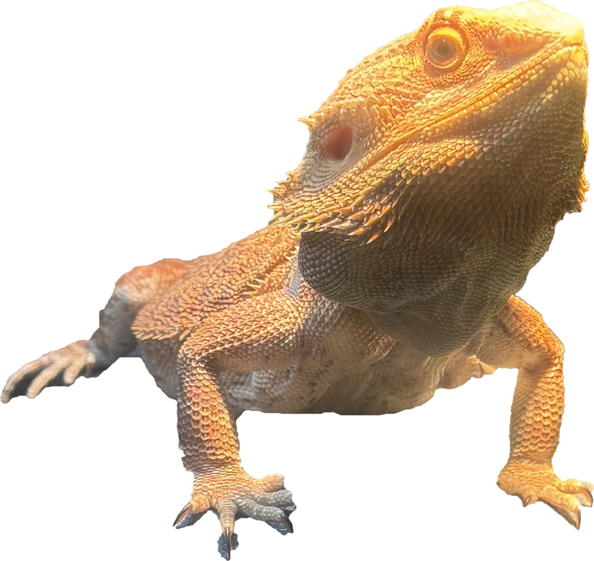Rico the bearded dragon, Hometown Realtors of Texas office mascot, in real life